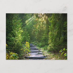 Enchanted Forest Path 1 Postcard