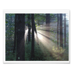 enchanted forest photo print