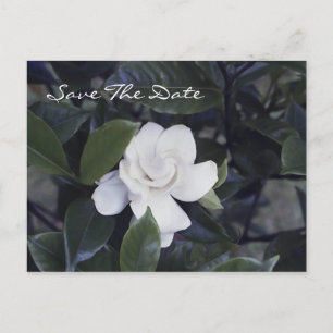 Enchanting Gardenia Save The Date Postcard