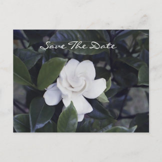 Enchanting Gardenia Save The Date Postcard
