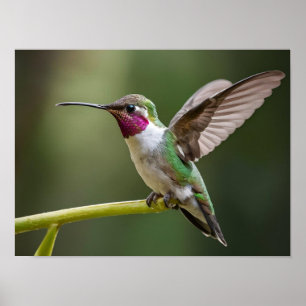 Enchanting Hummingbird Spirit Animal Poster
