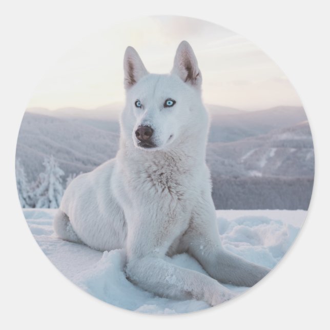 Enchanting White Husky Dog in the snow Classic Round Sticker (Front)