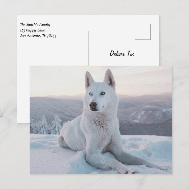 Enchanting White Husky Dog in the snow Postcard (Front/Back)