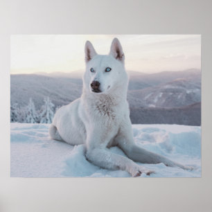 Enchanting White Husky Dog in the snow Poster