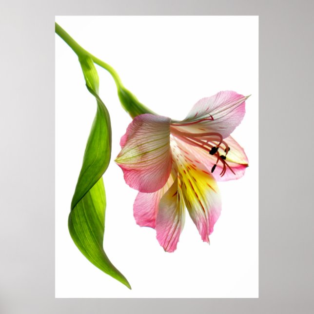 Enchantment Fine Art Print/Poster Poster (Front)