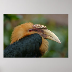 Encounter with the Male Blyth's Hornbill Poster