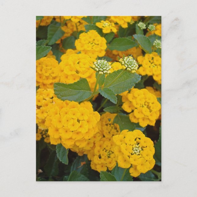 Encourage Special Friend Positive Yellow Flowers Postcard (Front)