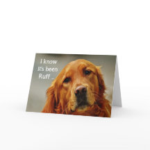Encouragement/ Get Well Cute Golden Retriever Dog