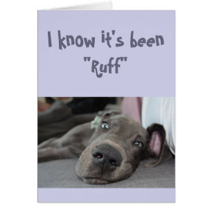 Encouragement/ Get Well Cute Great Dane Dog