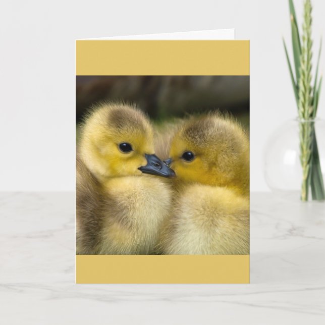 Encouragement or Get Well Cuddling Ducklings Card (Front)