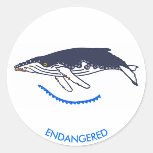Endangered animal - Humpback WHALE -Wildlife - Classic Round Sticker