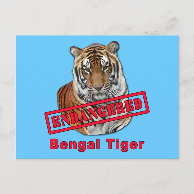 Endangered Bengal Tiger  Products Postcard (Front)