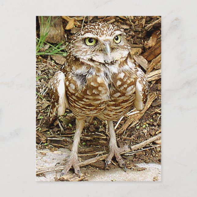 Endangered Burrowing Owl Postcard (Front)