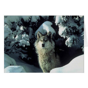 Endangered Grey Wolf