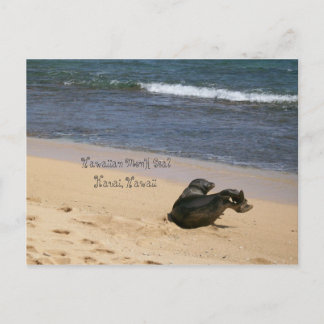 Endangered Hawaiian Monk Seal Kauai Hawaii Postcard