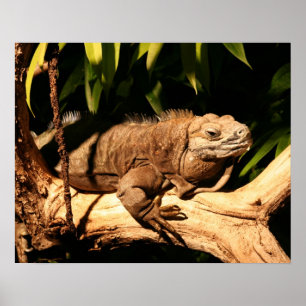 Endangered Jamaican Iguana, Cyclura collei Poster