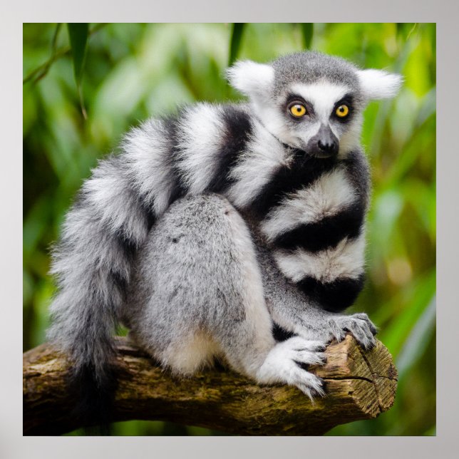 Endangered lemur poster (Front)