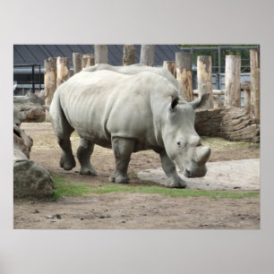 Endangered Northern White Rhinos Poster