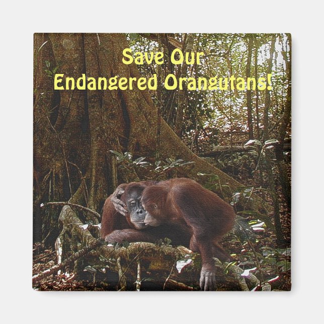 Endangered Orangutans Primates Wildlife Art Magnet (Front)