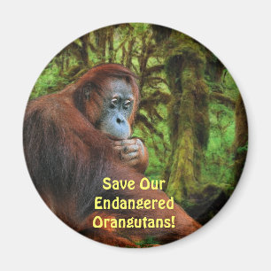 Endangered Orangutans Red Apes Wildlife Art Magnet