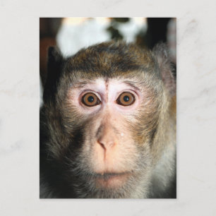 Endangered Rainforest Ape Postcard