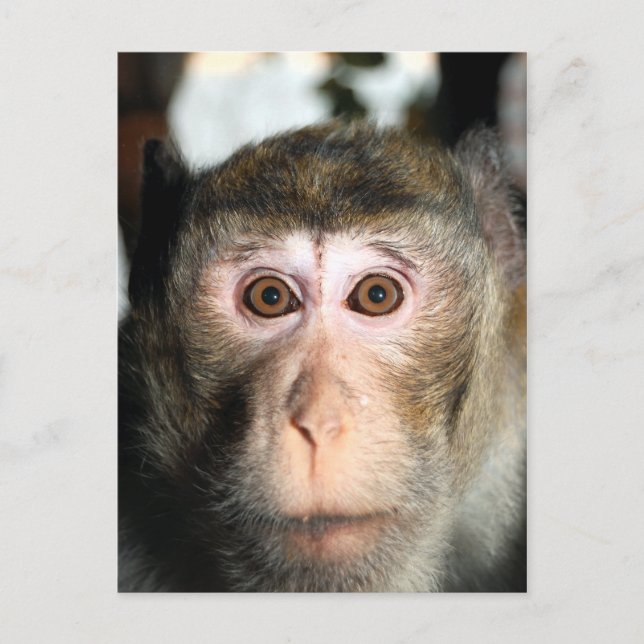 Endangered Rainforest Ape Postcard (Front)