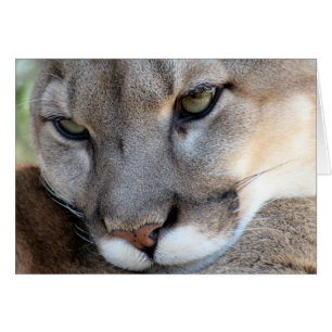 Endangered Species: Florida Panther (4071)