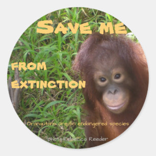 Endangered Species Orangutan Wildlife Classic Round Sticker