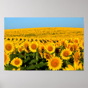 Endless Sunflowers Poster