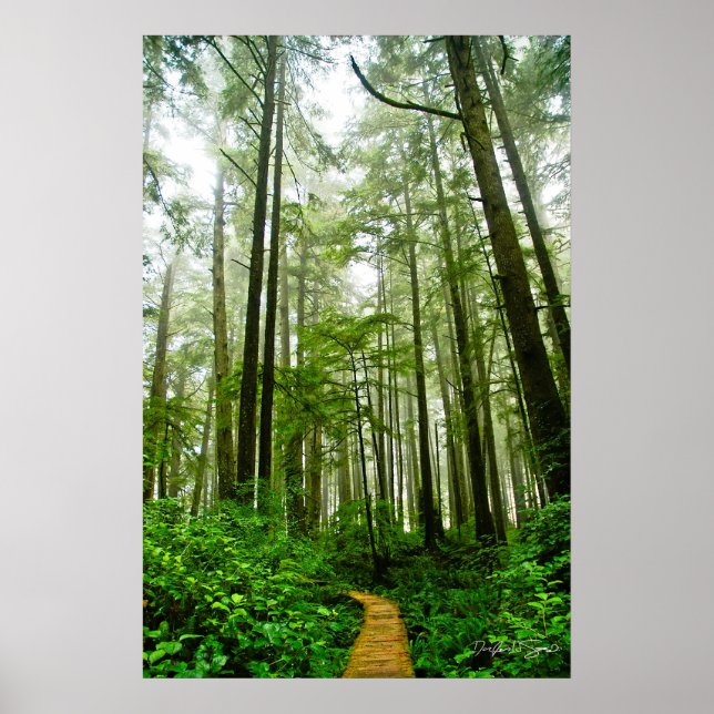 Endless Trails, Trees and Tales of the Rain Forest Poster (Front)