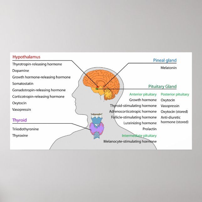 Endocrine Glands & Hormones of the Head and Neck Poster (Front)