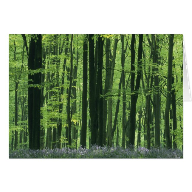 England, Beech forest & Bluebells (Front Horizontal)