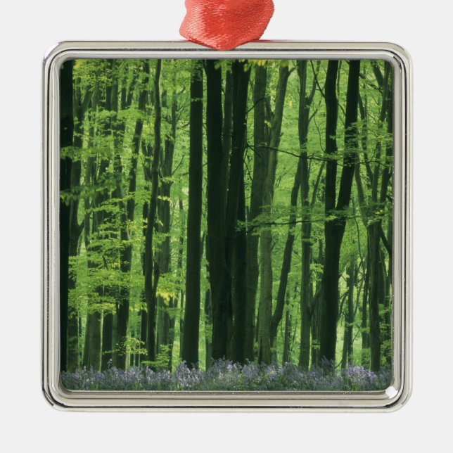 England, Beech forest & Bluebells Metal Tree Decoration (Front)