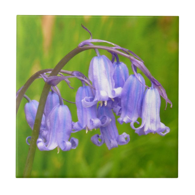 English Bluebell Flower Tile (Front)