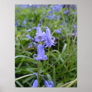 English Bluebells Poster