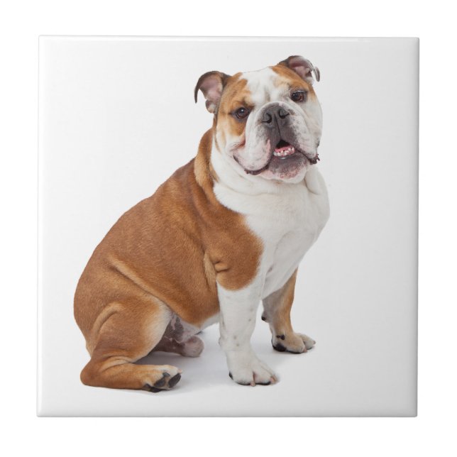 English British Bulldog Tile (Front)