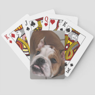 English bull dog deck of playing cards
