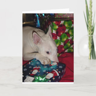 english bull terrier christmas present holiday card
