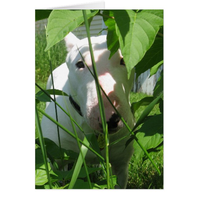 English Bull Terrier Peeking Through the Leaves (Front)