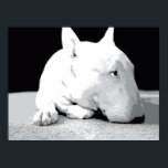 English Bull Terrier, Pop Art Print<br><div class="desc">English Bull Terrier Pop Art Print. Black & white vector pop art print. Available as a poster,  fine art print and canvas print.</div>