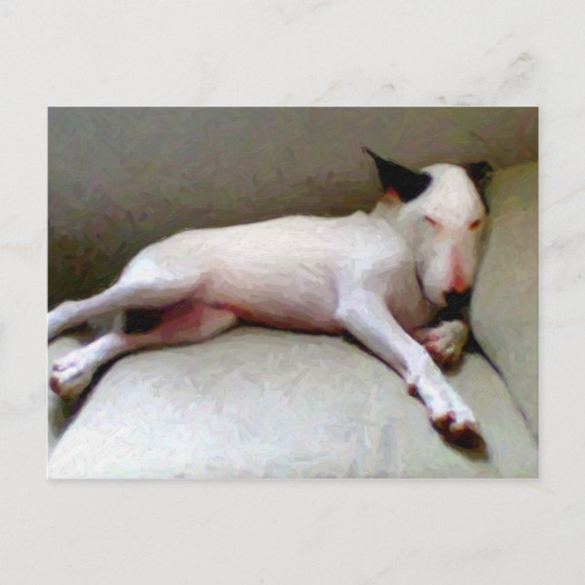 English Bull Terrier Postcard (Front)