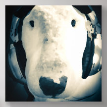 English Bull Terrier wearing Headphones