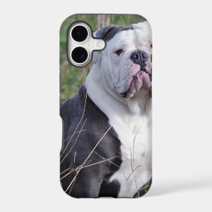 English Bulldog