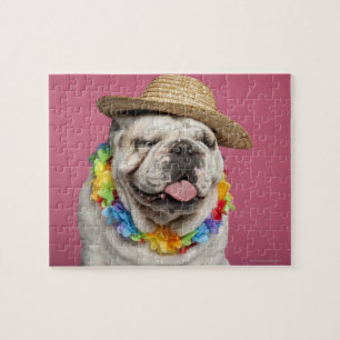 English Bulldog (18 months old) wearing a straw Jigsaw Puzzle
