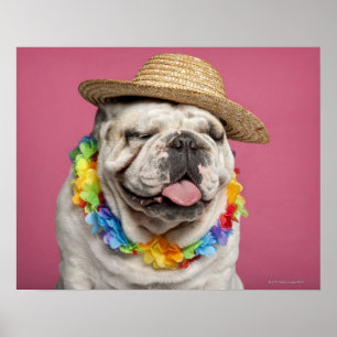 English Bulldog (18 months old) wearing a straw Poster
