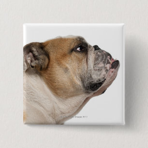 English Bulldog (6 years old) 15 Cm Square Badge