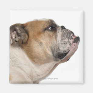 English Bulldog (6 years old) Magnet