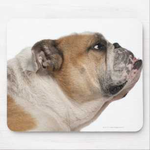 English Bulldog (6 years old) Mouse Pad