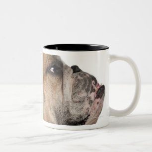 English Bulldog (6 years old) Two-Tone Coffee Mug