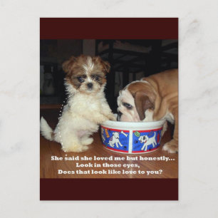 English Bulldog and Shih Tzu Puppy Postcard
